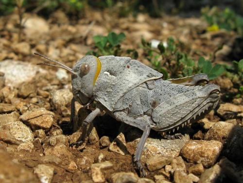 Prionotropis hystrix